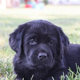 Dilute Retrievers, Golden Retrievers, and Labrador Retrievers from Grimm Girls Farm