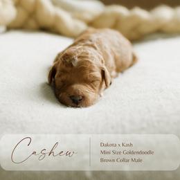 Cashew - Red  male Goldendoodle puppy in Hiddenite, North Carolina from Rose and Reid Doodles
