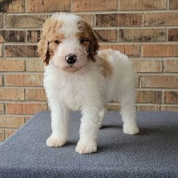 Tinsel - Bernedoodle puppy from Southern Home Pups