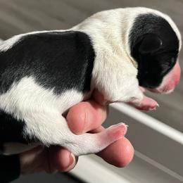 Pepper - Parti female Miniature Schnauzer puppy in Port Orchard, Washington from Silver Bells Miniature Schnauzers