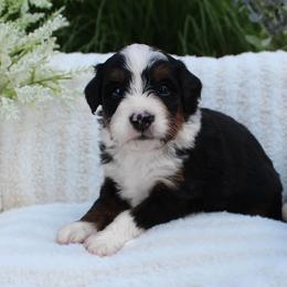 Luka - Tri-color male Bernedoodle puppy in Perrysville, Ohio from Pleasant Valley Bernedoodles