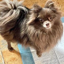 Sassy - Pomeranian