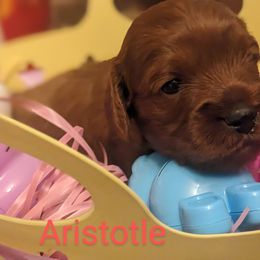 Aristotle - Red Cavapoo puppy in Lincolnton, North Carolina from Home Sweet Home Puppies
