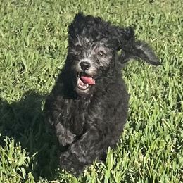 Velvet - Black Goldendoodle puppy in Saint Cloud, Florida from The Dood Effect