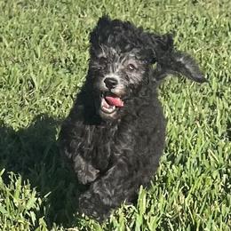 Velvet - Black Goldendoodle puppy in Saint Cloud, Florida from The Dood Effect