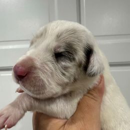 Rhaegar - Harlequin male Great Dane puppy in Florida from Beachside Kennels