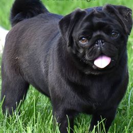 Pugs from Rogue Pugs