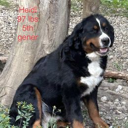Heidi the 2nd - Bernese Mountain Dog