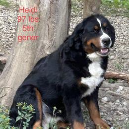 Heidi the 2nd - Bernese Mountain Dog