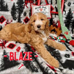 Goldendoodle Puppies from 24 Karat Doodles