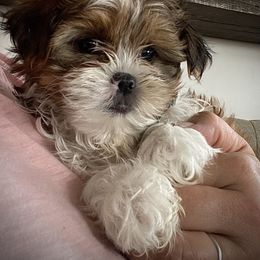 Shih Tzu, Shorkie, Yorkipoo, and Yorkshire Terrier Puppies from Little Rascal Ranch