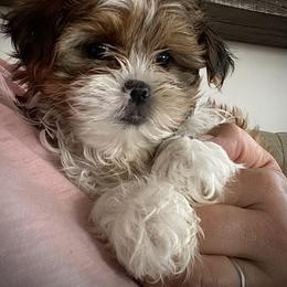 Shih Tzu, Shorkie, Yorkipoo, and Yorkshire Terrier Puppies from Little Rascal Ranch