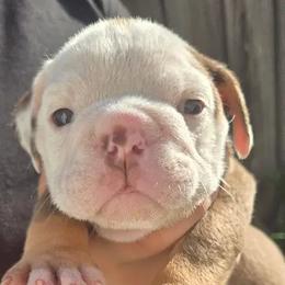 Roxy - Chocolate tri-color female Bulldog puppy in Perris, California from Ohana_626_kennels