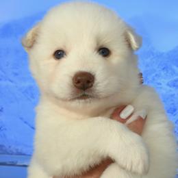 Odin - White male Siberian Husky puppy in Miami, Florida from Blue Moon Huskies