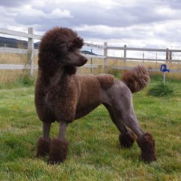 Roci - Poodle