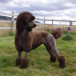 Roci - Poodle