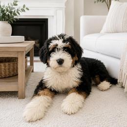 Molly - Bernedoodle