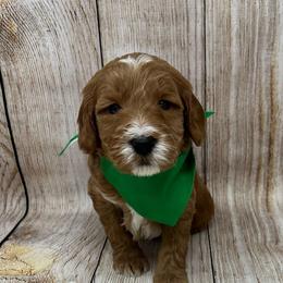 Aspen's Green Female - Apricot female Goldendoodle puppy in Great Falls, Montana from Montana Goldendoodles