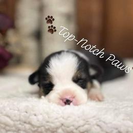 Pembroke Welsh Corgi Puppies from Top-Notch Paws