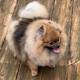 JEWEL - Pomeranian