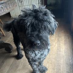 Ingrid - Bouvier des Flandres