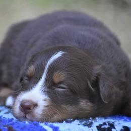 Cocoa - Red tri-color female Australian Shepherd puppy in Darrington, Washington from Cart River Aussies