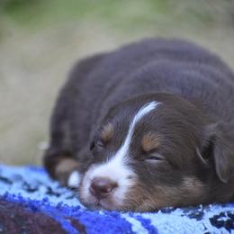 Cocoa - Red tri-color female Australian Shepherd puppy in Darrington, Washington from Cart River Aussies