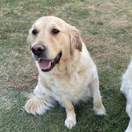 Golden Retrievers from Brightest Days