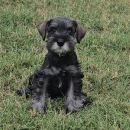 Male 1 - Salt and pepper male Miniature Schnauzer puppy in Chino, California from So Cal Schnauzer