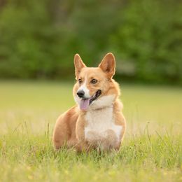 Willow - Pembroke Welsh Corgi