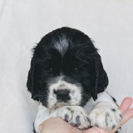 Spring - Black and white female English Springer Spaniel puppy in Casa Grande, Arizona from The Spaniel Garden