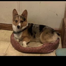 Cinch - Pembroke Welsh Corgi