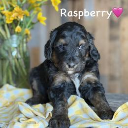 Raspberry - Phantom female Bernedoodle puppy in Lancaster, Minnesota from Richardville Hunde