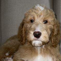 Emily - Goldendoodle