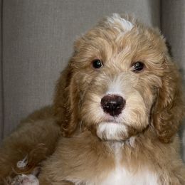 Emily - Goldendoodle