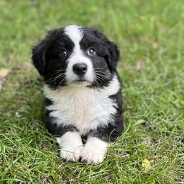 Ace-fluffy - Black and white male Cardigan Welsh Corgi puppy in Hope, Arkansas from Foxy Knoll Farm