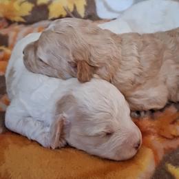 Maltipoo Puppies from Little Cupcakes and Little Punkins Maltipoos