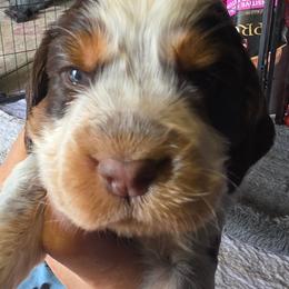 Emilio Liver tri Roan - Liver white and roan male English Springer Spaniel puppy in Waynesburg, Ohio from Rebels Ridgeview Acres