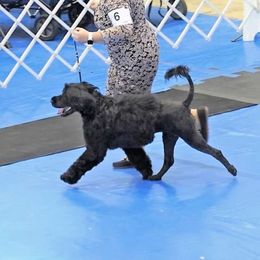 Portuguese Water Dog All Grown Up from Panion PWDs