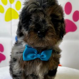 Blue Boy - Merle male Bernedoodle puppy in Horseshoe Bend, Idaho from Over the Moon Poodles and Doodles