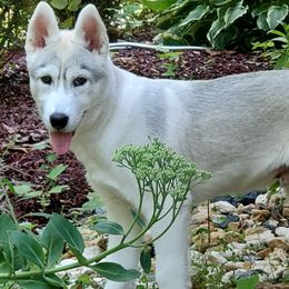 Siberian Huskies from Arctic Tundra Siberians