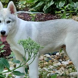 Siberian Huskies from Arctic Tundra Siberians