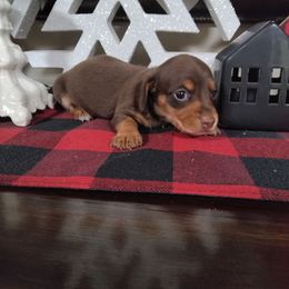 Brownie - Chocolate and tan female Dachshund puppy in Opelika, Alabama from Dachshund Darlins