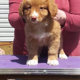 Nova Scotia Duck Tolling Retriever Puppies from WyldeWater Tollers