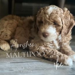 Ike - Maltipoo puppy from Aprishew Maltipoo