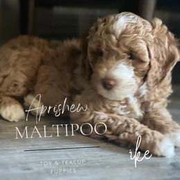 Ike - Maltipoo puppy from Aprishew Maltipoo