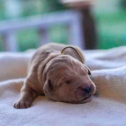Poppy (Yellow) - Dark golden female Golden Retriever puppy in Lodi, California from R3 Sport Dogs (Rafter 3 Ranch)