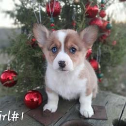 Girl 1 - Sable female Pembroke Welsh Corgi puppy in Nixa, Missouri from Pistol Creek Puppies