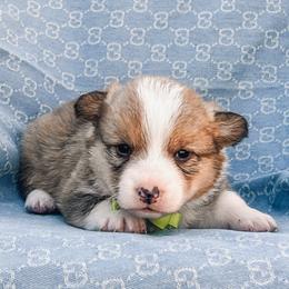 Niko - Sable male Pembroke Welsh Corgi puppy in Oak City, Utah from Shells’ Corgis