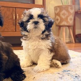 Duck - Gold and white male Shih Tzu puppy in Oxnard, California from California Shih Tzu